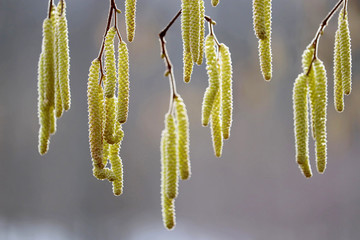 Hazel catkins on a branch in sunlight close-up. Forest in early spring