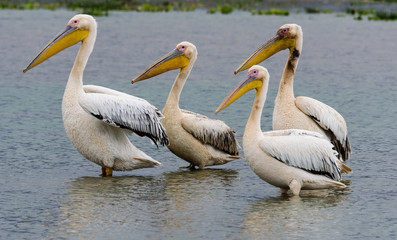 A group of great white pelicans (Pelecanus Onocrotalus) in the Lake Manyara