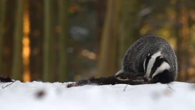 The badger (Meles Meles) eats the carrion he found in the forest