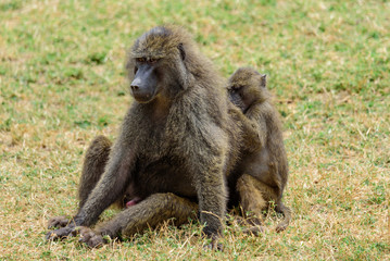 Adult and juvenile Olive baboon (Papio anubis) on grass