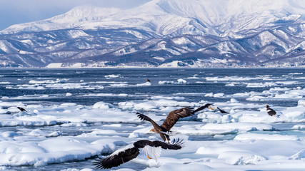 流氷とワシの羽ばたき © Yuuki Kobayashi