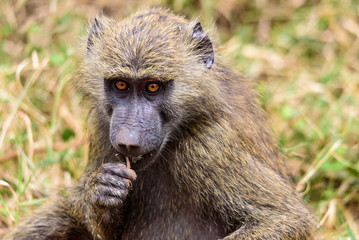 Portrait of an adult Olive baboon (Papio anubis)