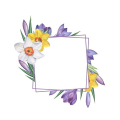 Crocus and narcissus 3. Watercolor Floral frame. Watercolor illustration. Hand-drawing. Isolated on white
