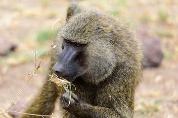 Portrait of an adult Olive baboon (Papio anubis)