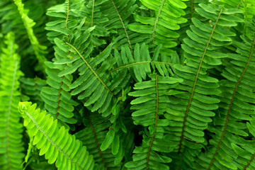 Fern green leaves foliage. Tropic background.