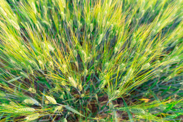 Green wheat field on sunny day in summer day.