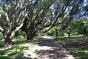 Fototapeta premium Landscape at Auckland Domain Winter Gardens, North Island, New Zealand.