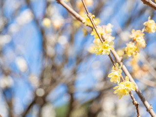 熱海梅園 - 蝋梅