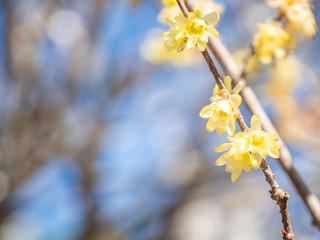 熱海梅園 - 蝋梅