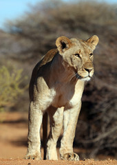 Lioness on watch in Etosha National Park, Namibia