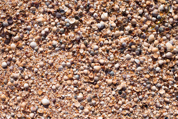 Sea shore strewn with shells. Sea beach made of sand and small shells.