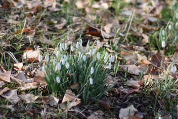 Natur, Tiere