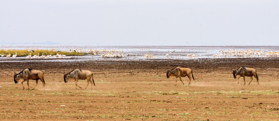 Fototapeta na wymiar A group of moving gnus (Connochaetes Taurinus) at lake Manyara with a colony of great white pelicans (Pelecanus Onocrotalus) in the back round