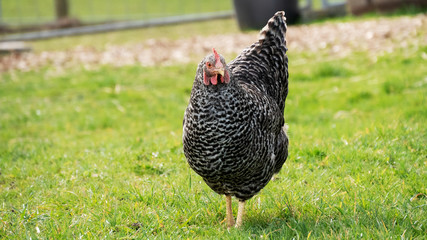 hen on green grass