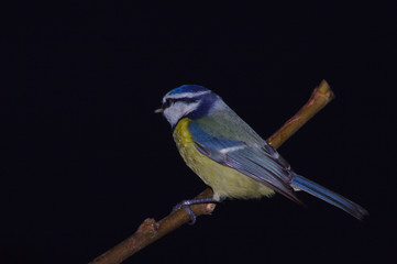 blue bird on a branch