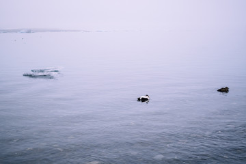 Ducks swimming in the waters of Jokulsalron glacial lake in Iceland