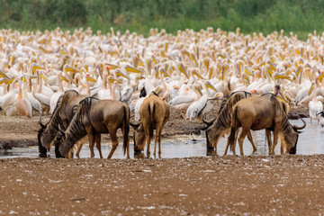 A group of Gnus (Connochaetes Taurinus) in front of a colony of great white pelicans (Pelecanus Onocrotalus)