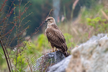 Common buzzard predator of bird