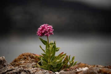 Fleur sur son rocher