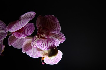 Naklejka na ściany i meble Studio shot of isolated orchid: white and pink flower blossom illuminated by artificial light