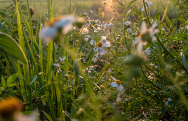 Flowers in rice fields rural in Thailand
