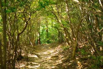 Fototapeta premium forest