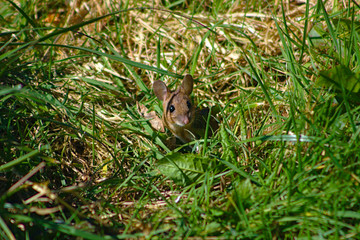 mouse looking out of hole