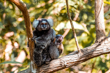 Weißbüschelaffe mit Baby 
