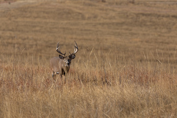Buck Whitetail Deer in the Rut in Colorado in Autumn