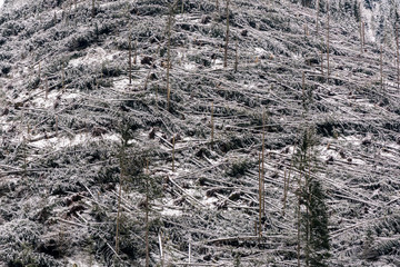 Fallen trees in coniferous forest after strong hurricane wind in National Park Cheile Bicazului-Hășmaș, Romania..