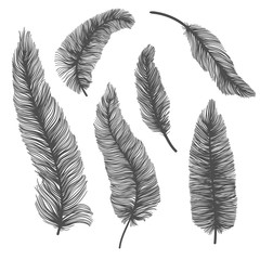 Vecto set of solhouette of birds feather on isolated white background. Decorative feathers collection.