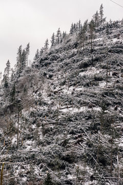 Windfall In Forest. Storm Damage. Fallen Trees In Coniferous Forest After Strong Hurricane Wind In Romania.