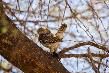 African barred owlet
