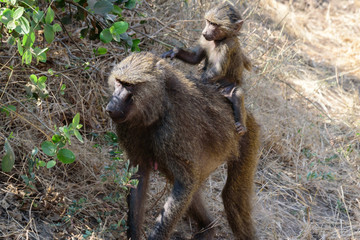 Baby riding on the mother Olive baboon (Papio anubis)