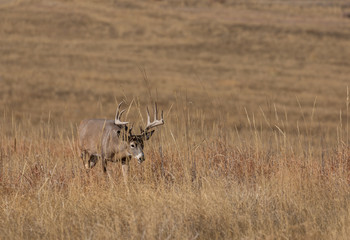 Buck Whitetail Deer in the Rut in Colorado in Autumn