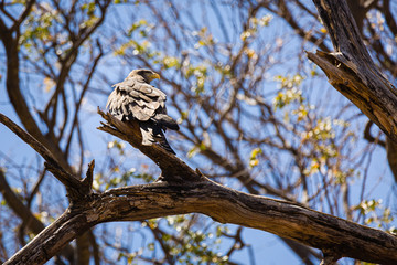 Yellow Billed Kite