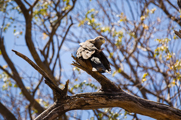 Yellow Billed Kite