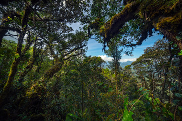 Fototapeta premium View of mountain forest at Mount Berinchang, Malaysia 