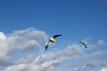 seagull in flight