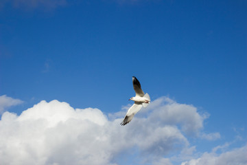 seagull flying in blue sky