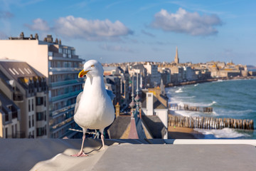 Seagull on the background of beautiful walled port city of Privateers Saint-Malo is known as city...
