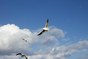 seagull in flight