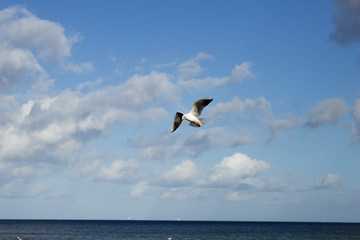 seagull flying over the sea