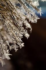 Obraz premium Pine tree branch covered with hoarfrost on a February morning, vertical macro