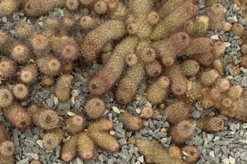 Close up cactus thorns background.