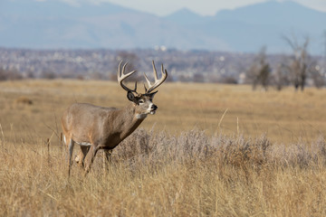Buck Whitetail Deer in the Rut in Colorado in Autumn