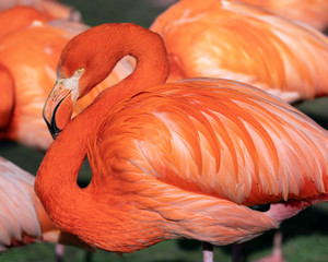 Red flamingo, Phoenicopterus ruber