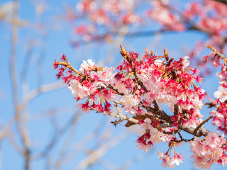 熱海桜