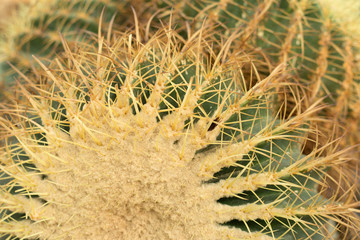 Prickly cactus texture. Close up green nature background.