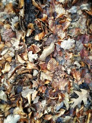 autumn leaves background